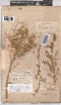 Hermannia gariepina image