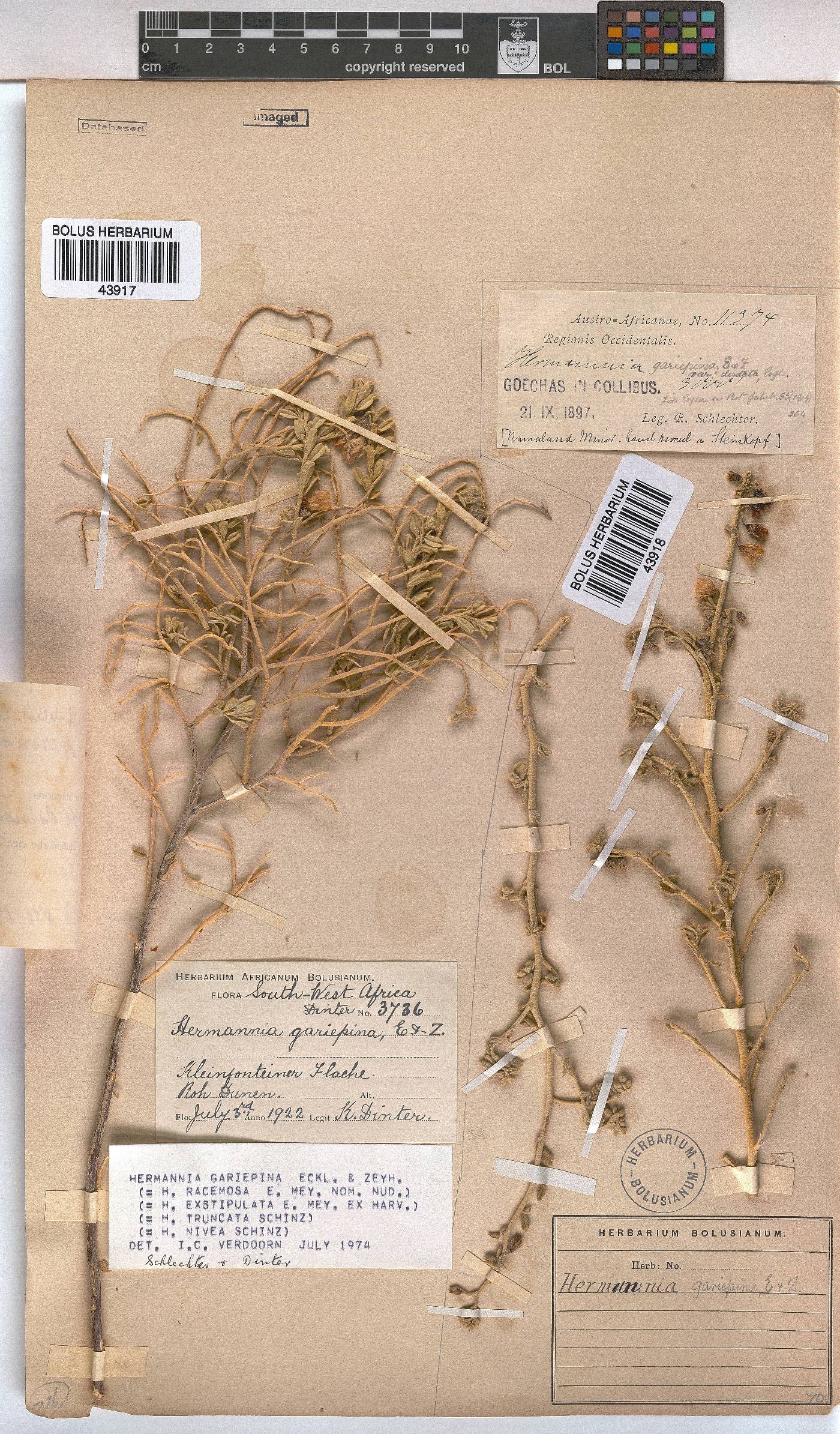 Hermannia gariepina image