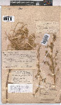 Hermannia gariepina image