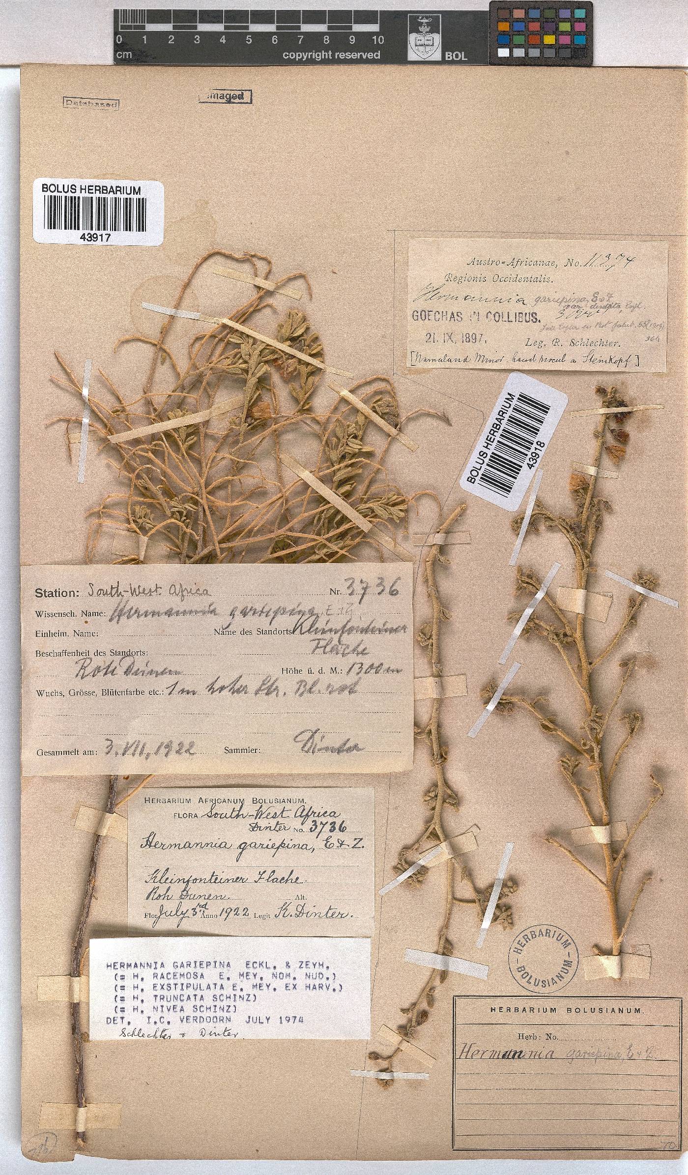 Hermannia gariepina image