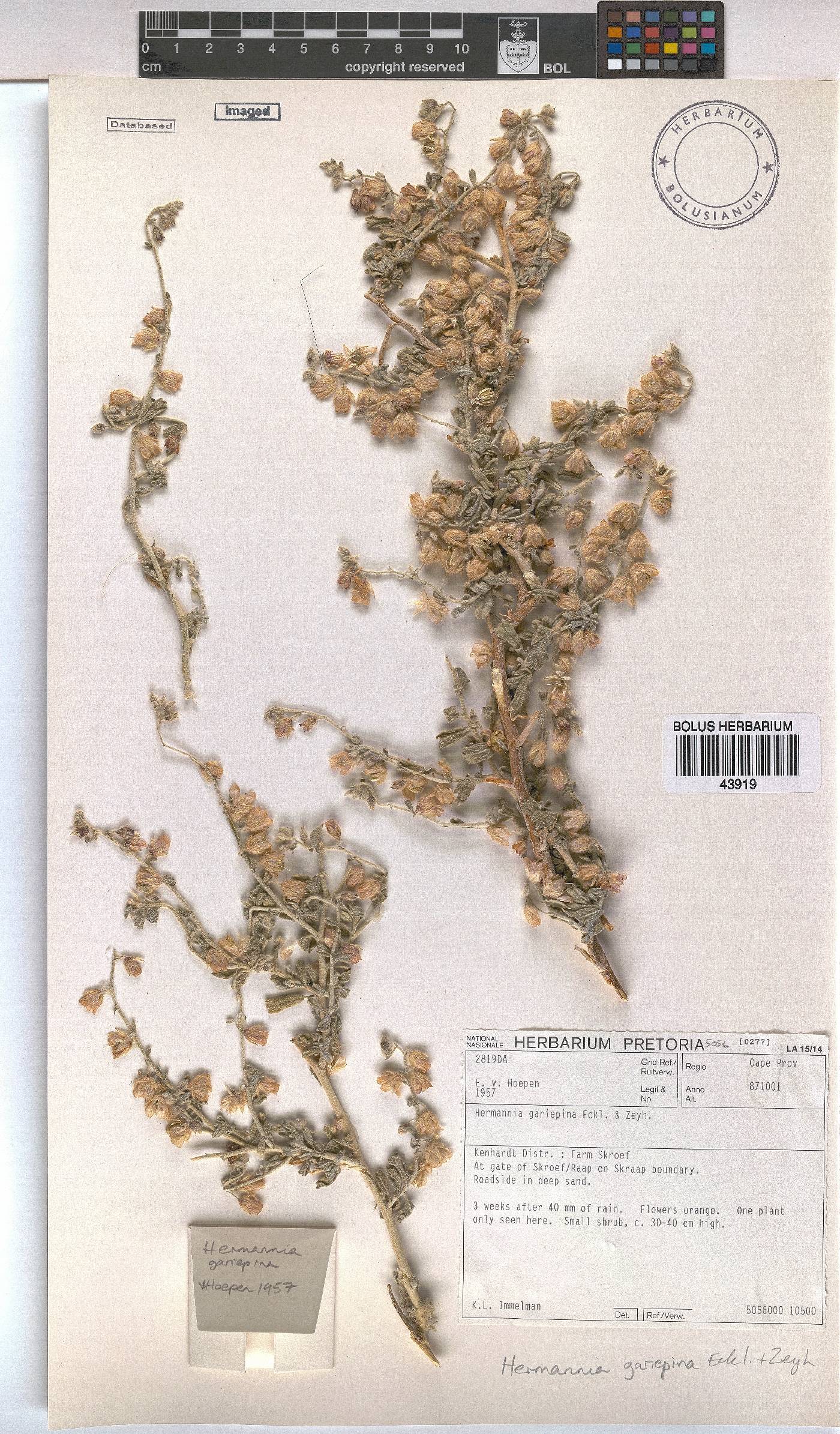 Hermannia gariepina image