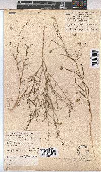 Image of Hermannia modesta