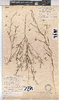 Hermannia modesta image