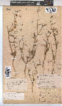 Hermannia modesta image