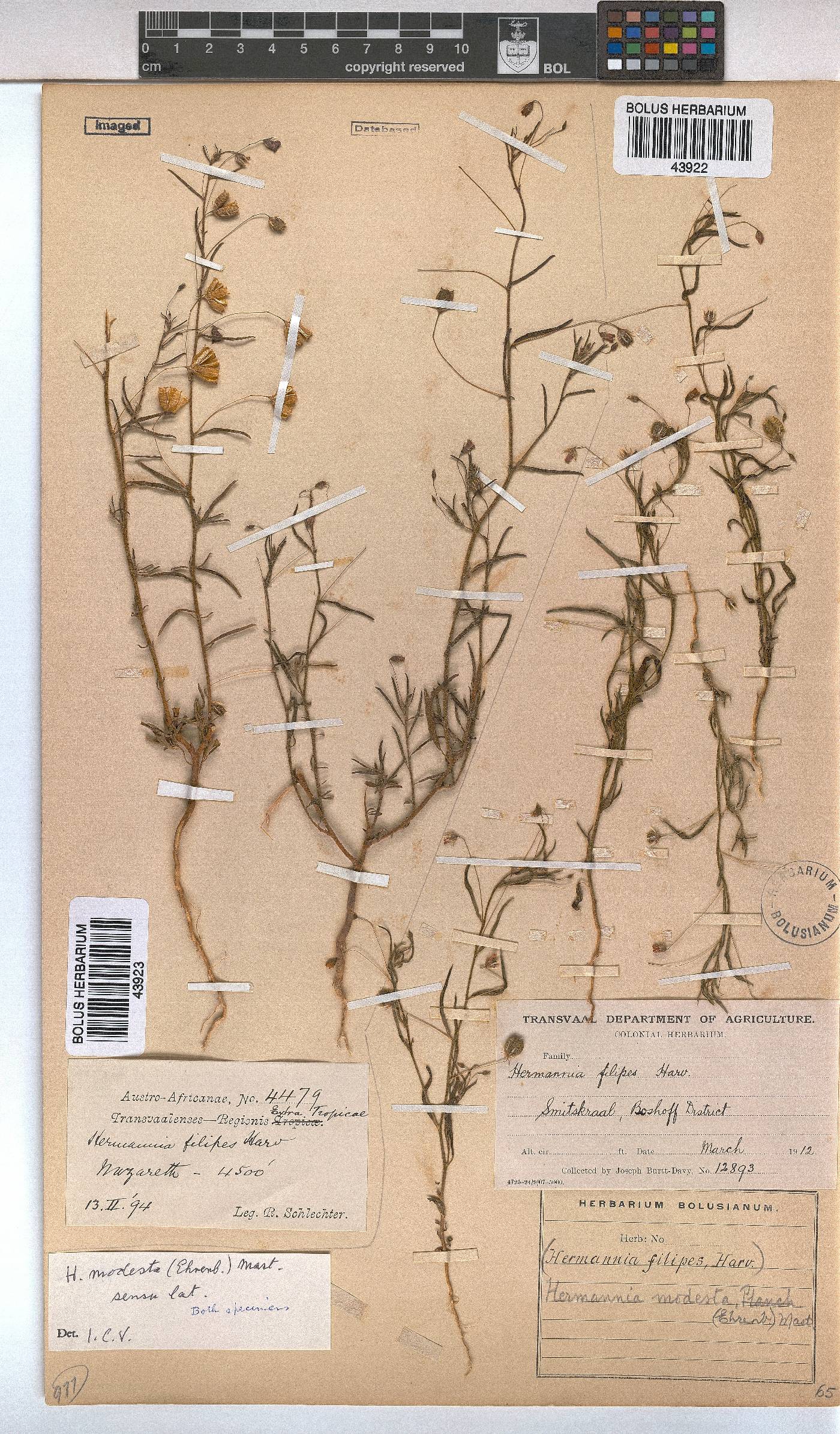 Hermannia modesta image