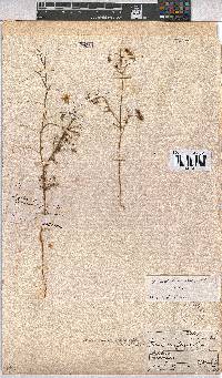Hermannia modesta image