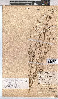 Hermannia modesta image