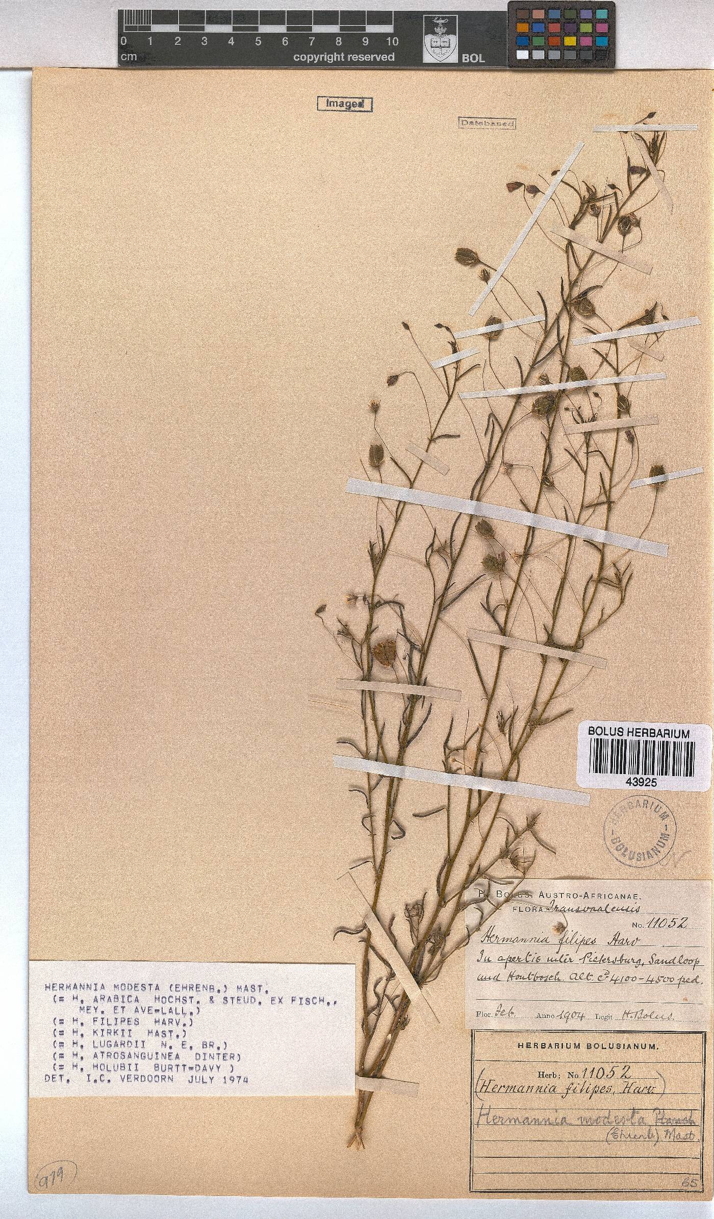 Hermannia modesta image