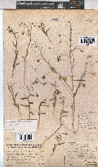 Hermannia modesta image