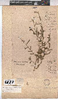 Hermannia modesta image