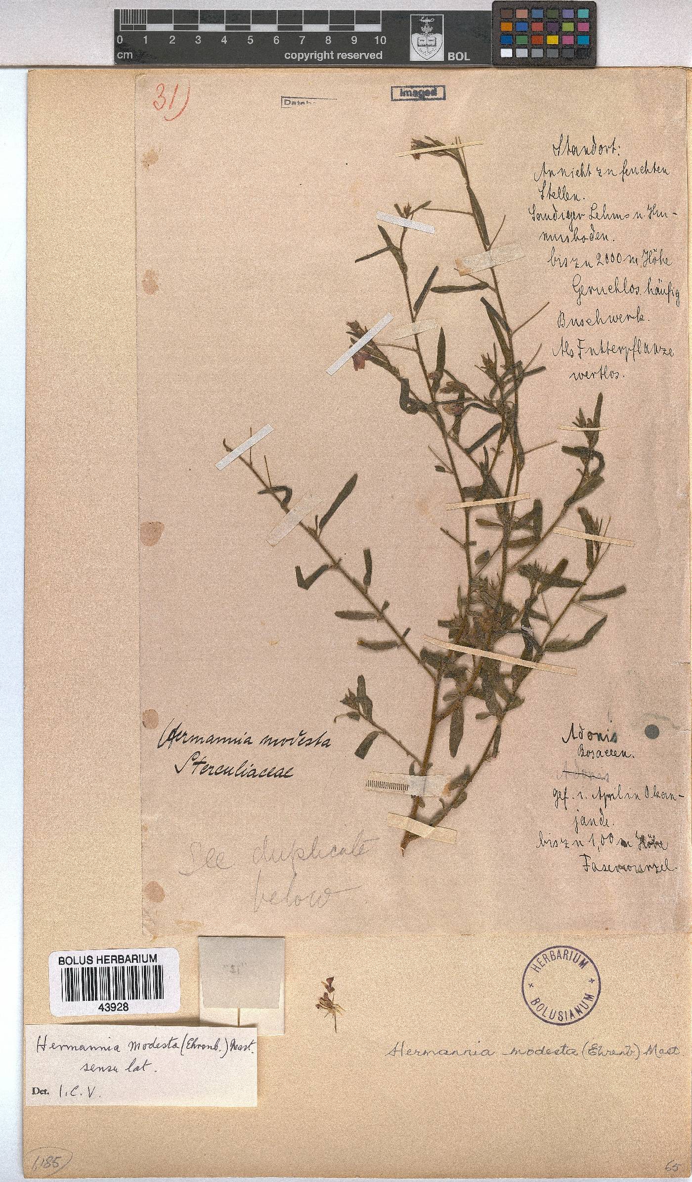 Hermannia modesta image