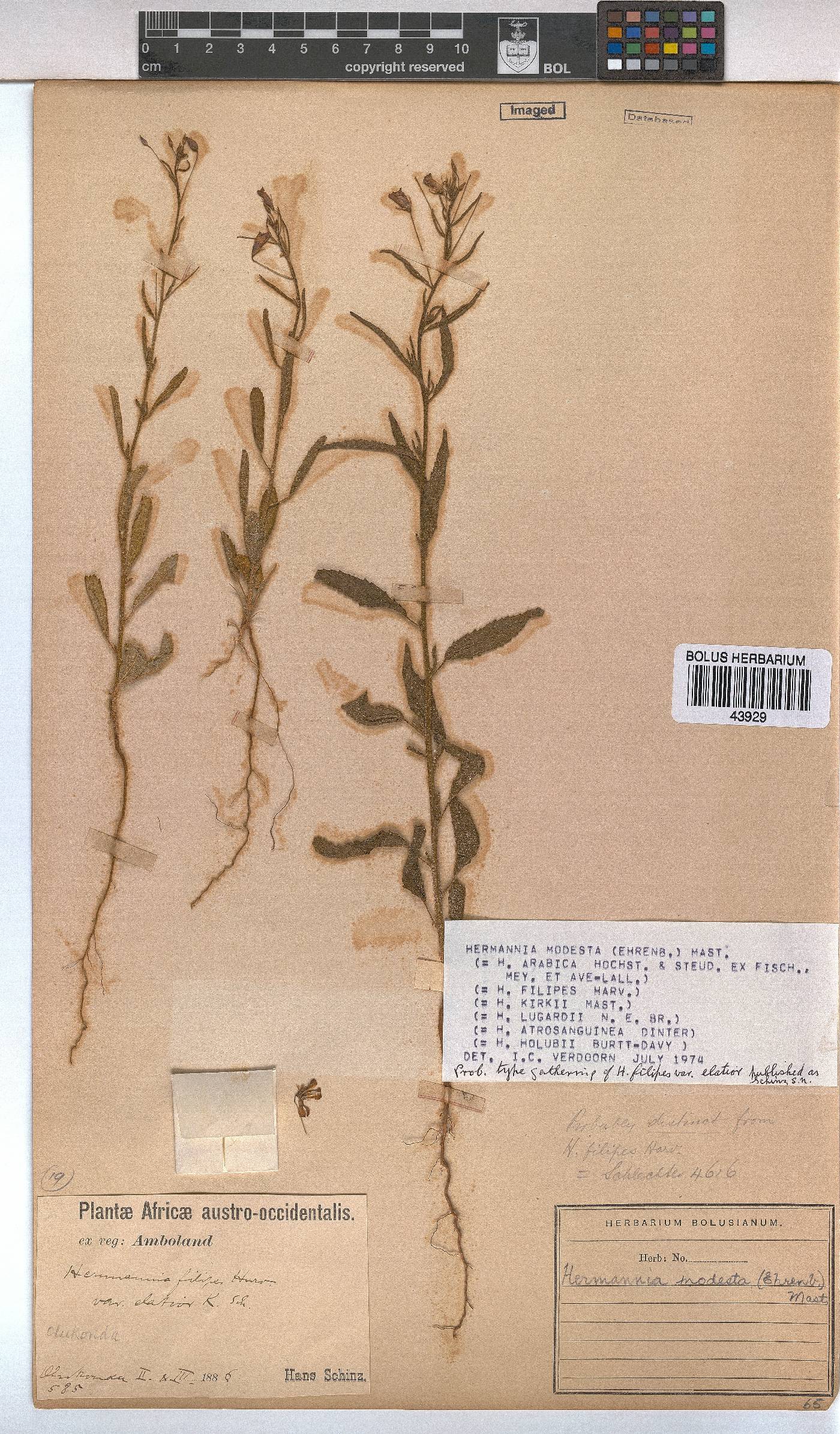 Hermannia modesta image