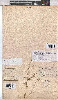 Hermannia modesta image