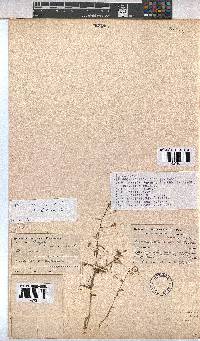 Hermannia modesta image