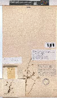 Hermannia modesta image