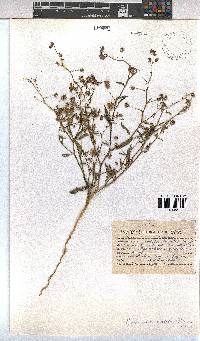Hermannia modesta image