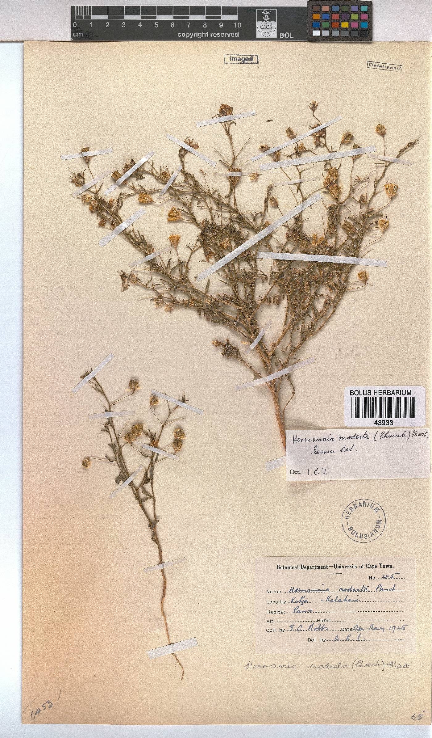 Hermannia modesta image