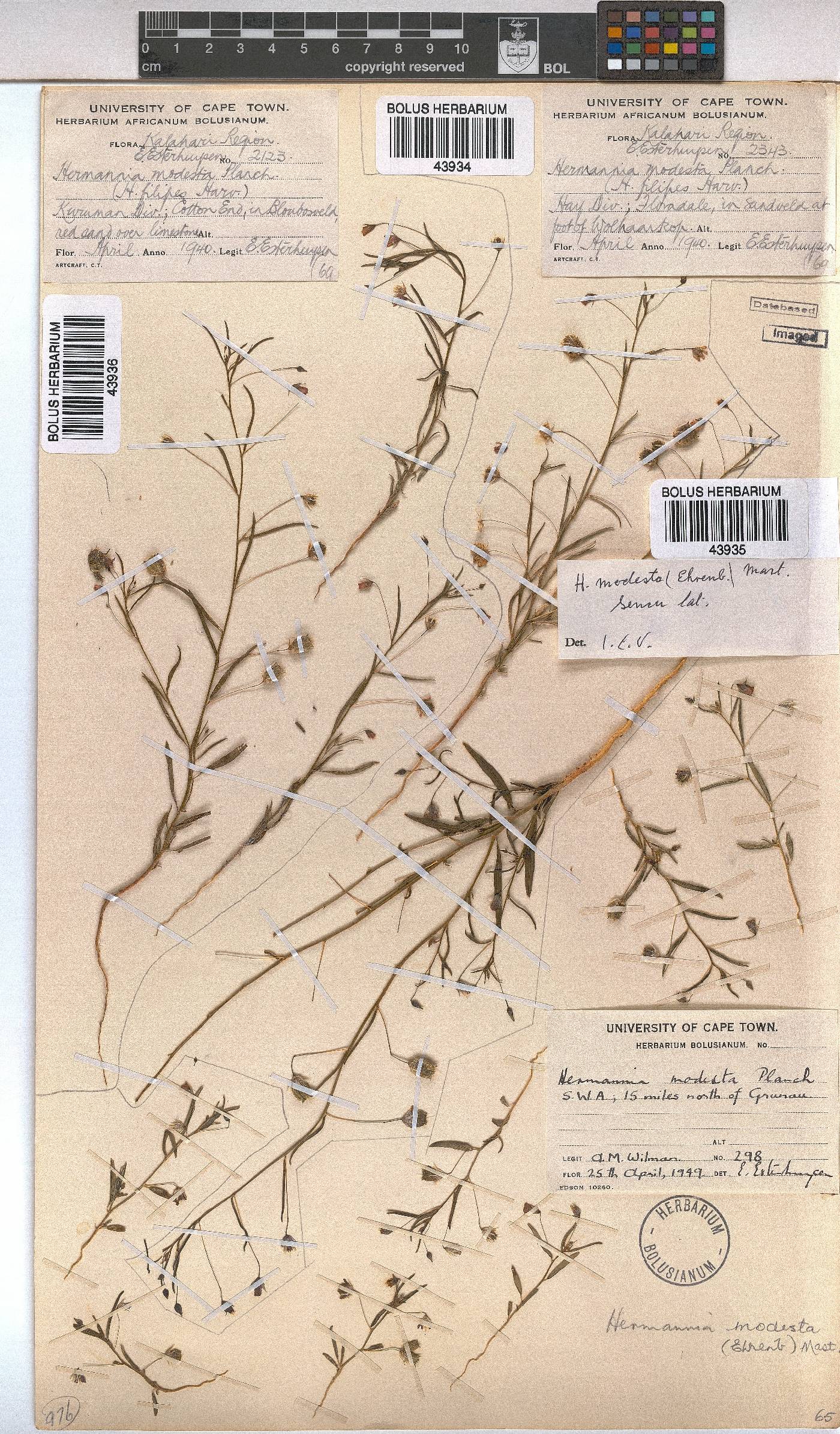 Hermannia modesta image