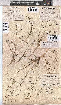 Hermannia modesta image