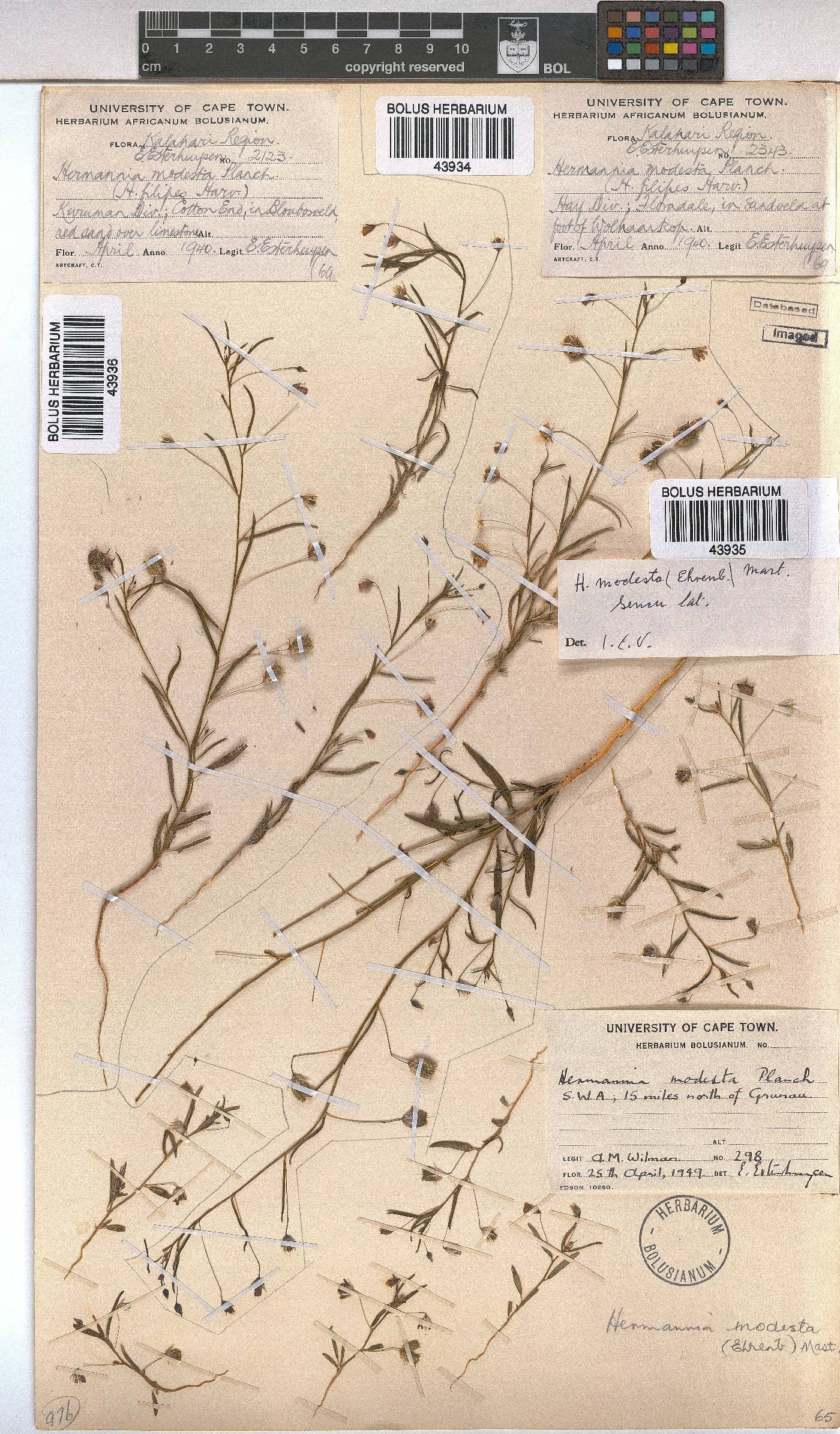 Hermannia modesta image