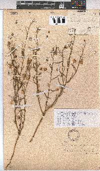 Hermannia modesta image