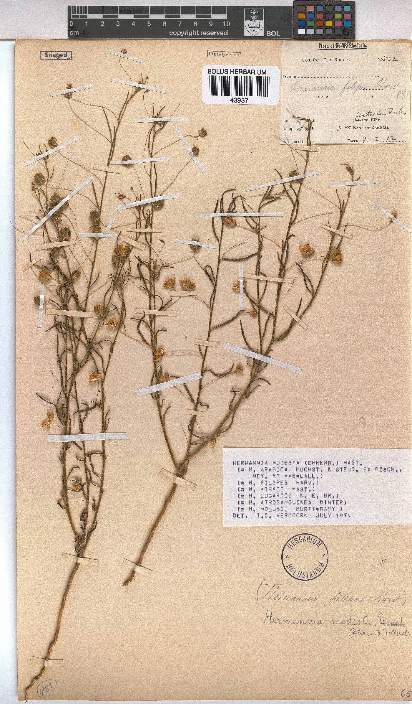 Hermannia modesta image