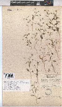 Hermannia modesta image