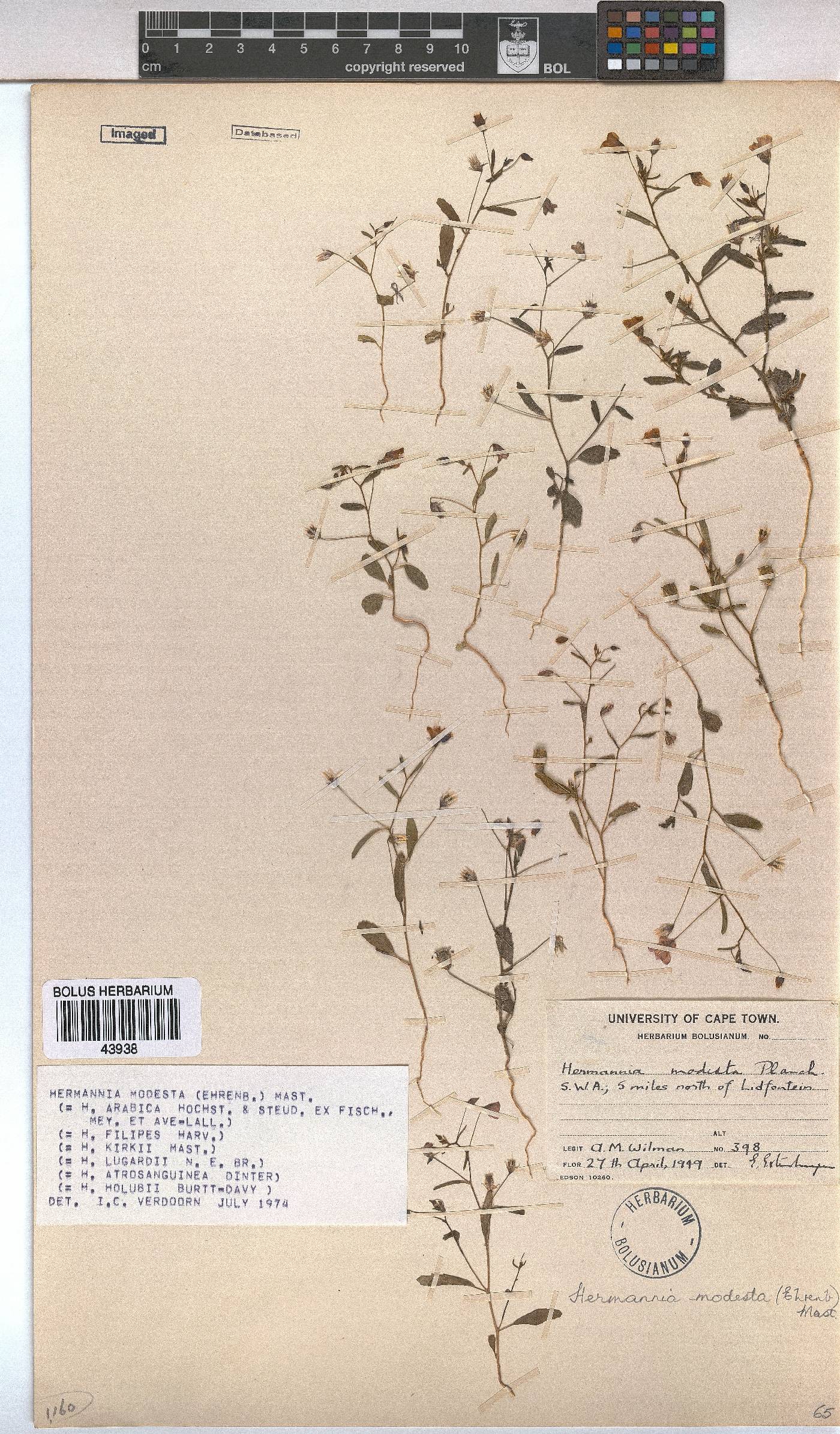 Hermannia modesta image