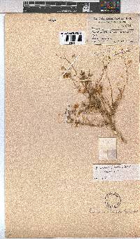 Hermannia modesta image