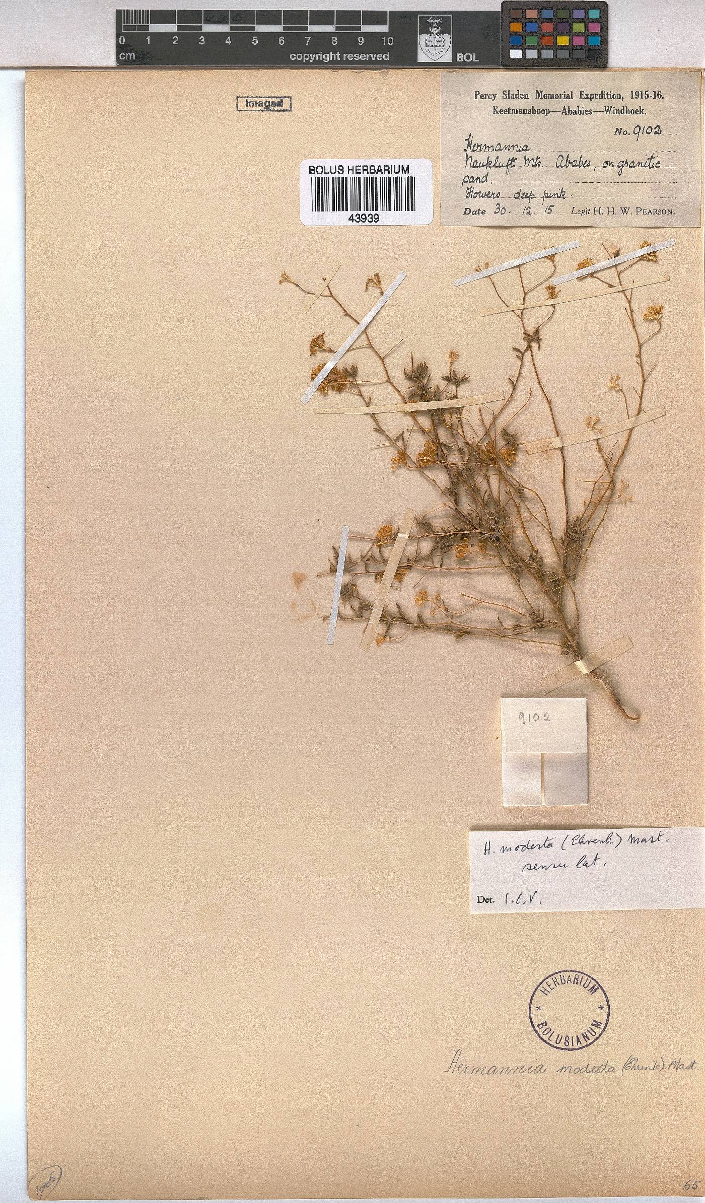 Hermannia modesta image