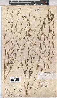 Hermannia modesta image