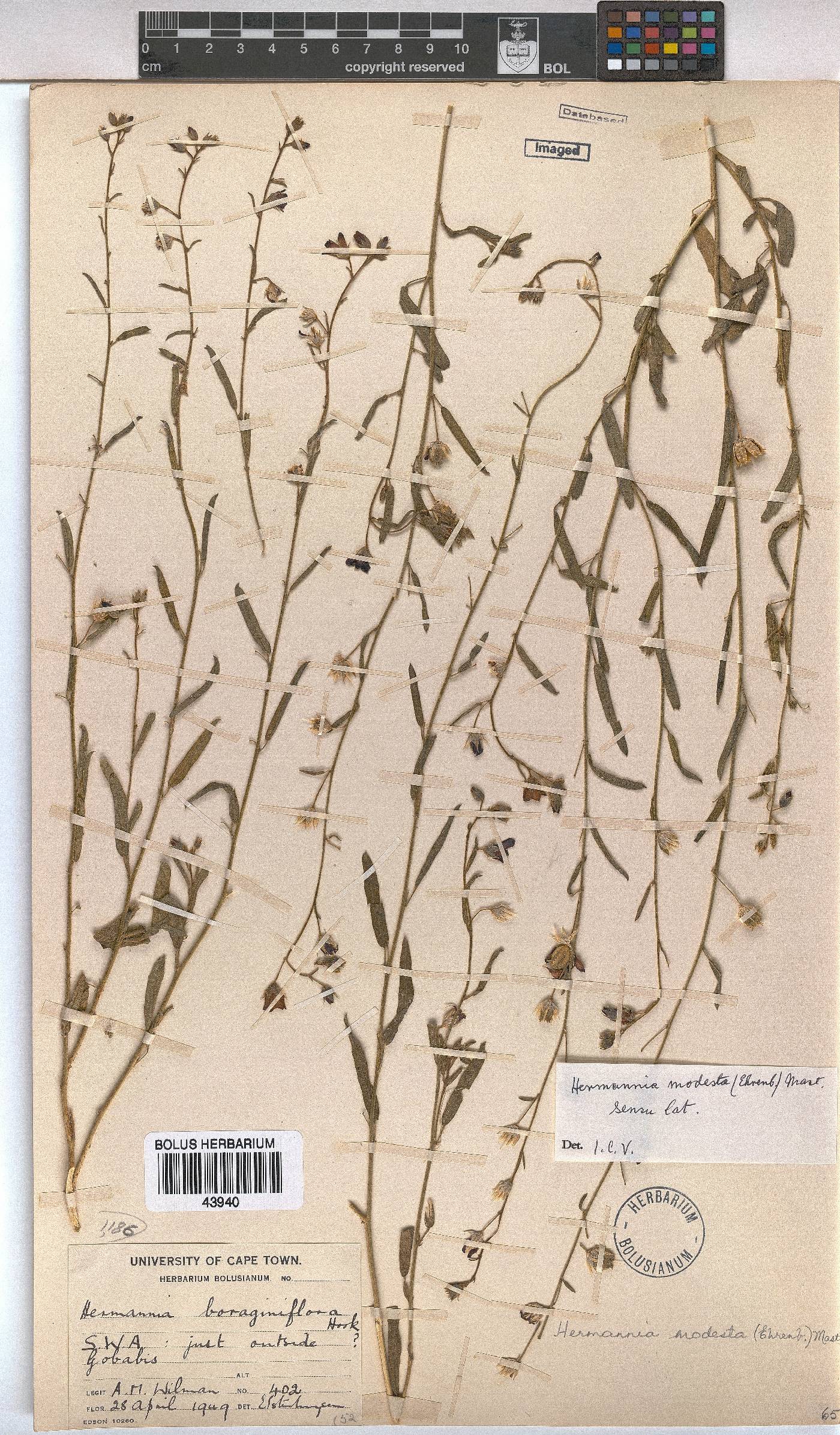Hermannia modesta image