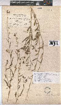 Hermannia modesta image
