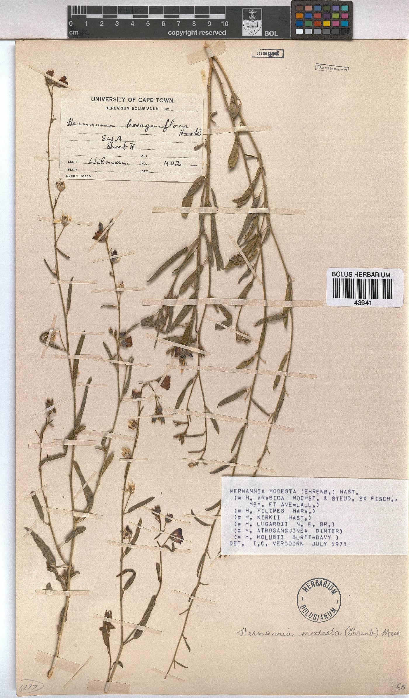 Hermannia modesta image