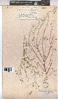 Hermannia modesta image