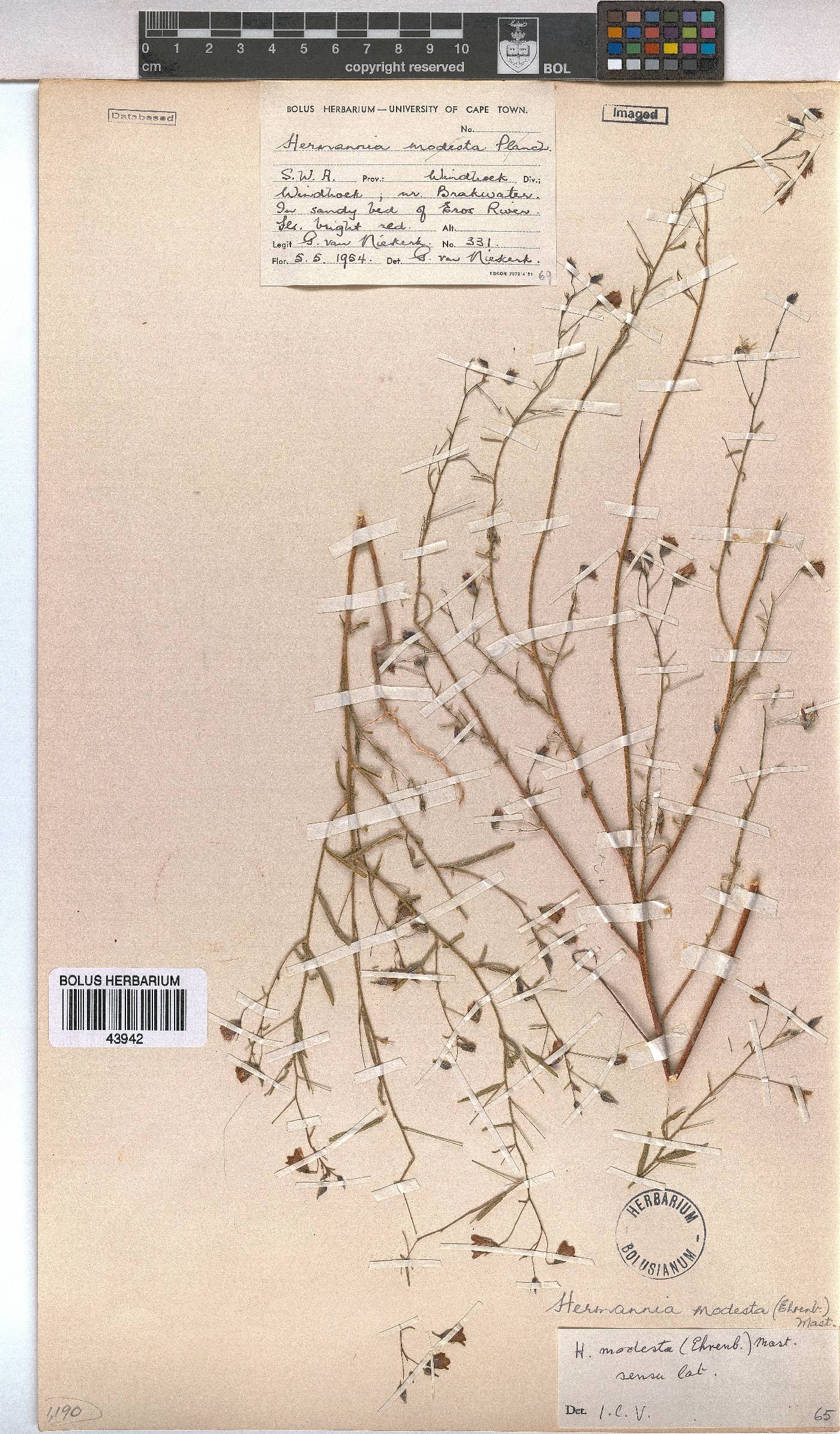 Hermannia modesta image