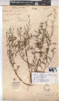 Hermannia modesta image