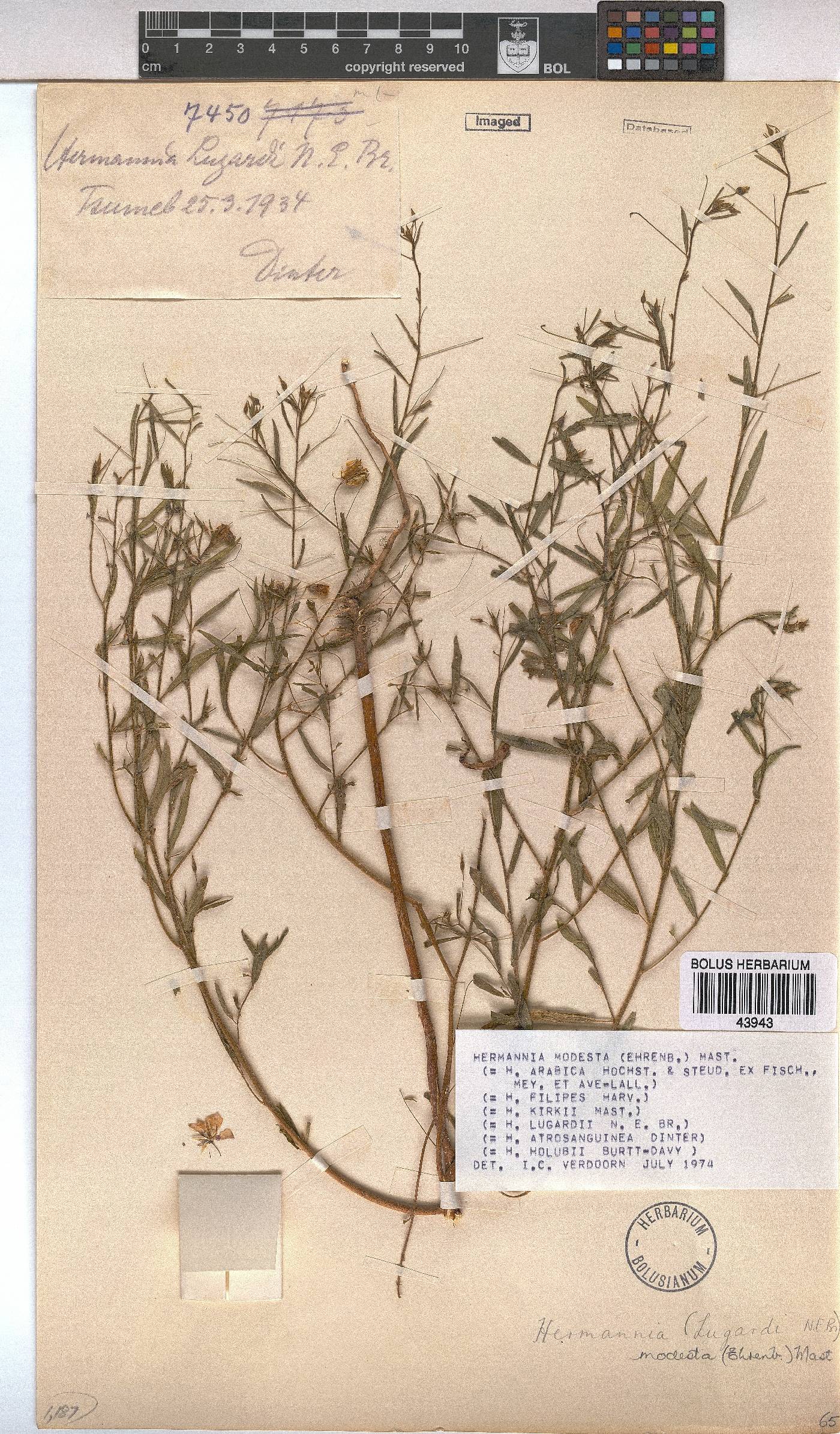Hermannia modesta image