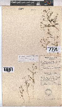 Hermannia modesta image