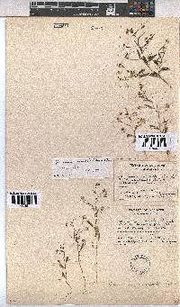 Hermannia modesta image