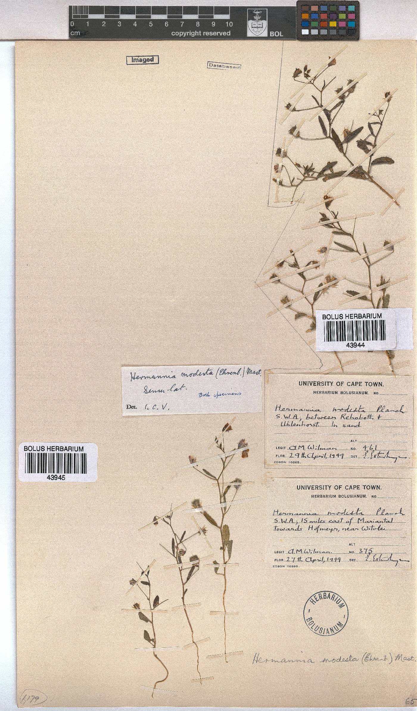 Hermannia modesta image