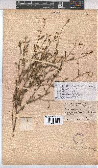Hermannia modesta image
