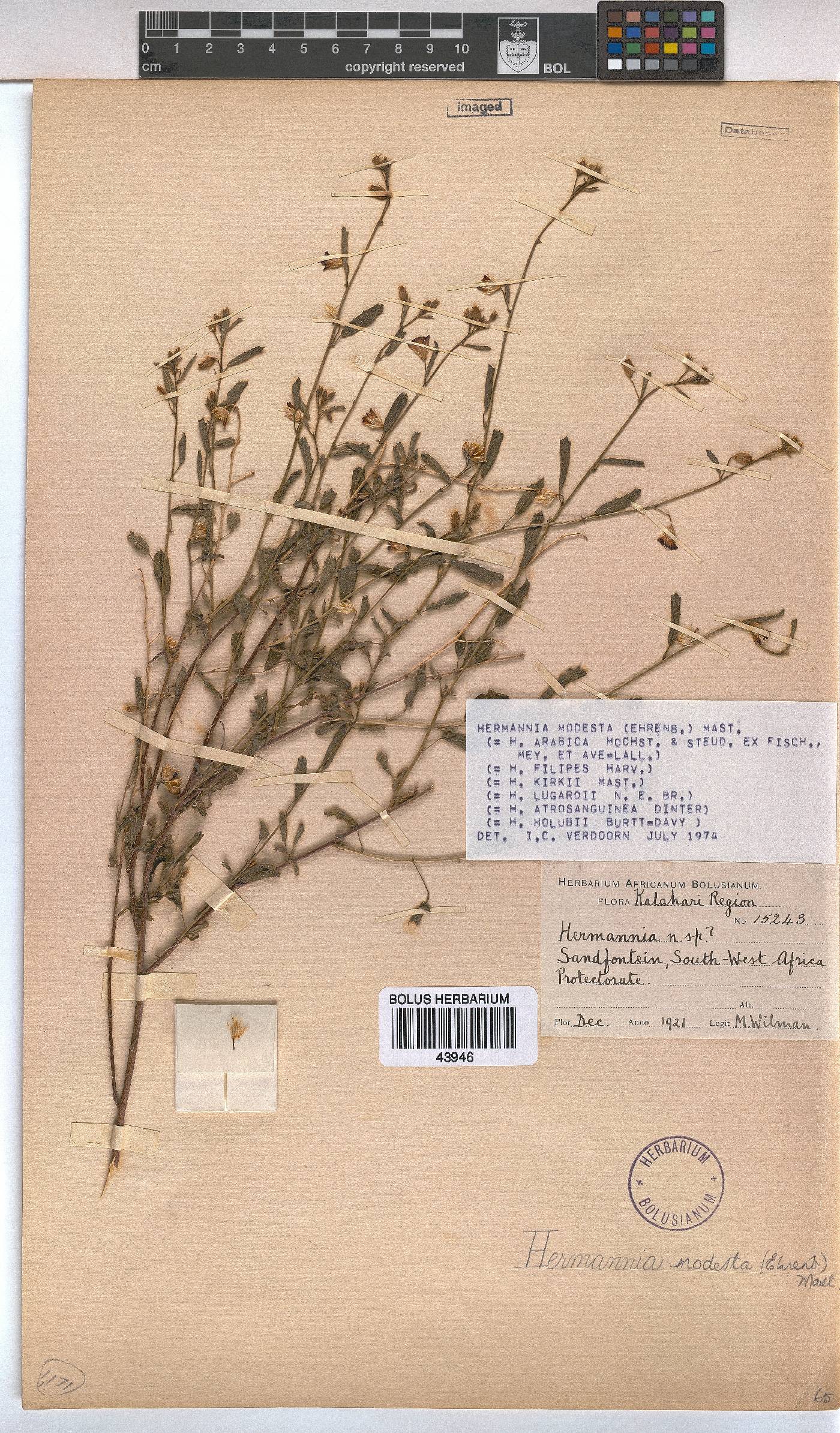Hermannia modesta image