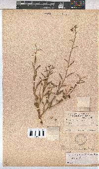 Hermannia modesta image