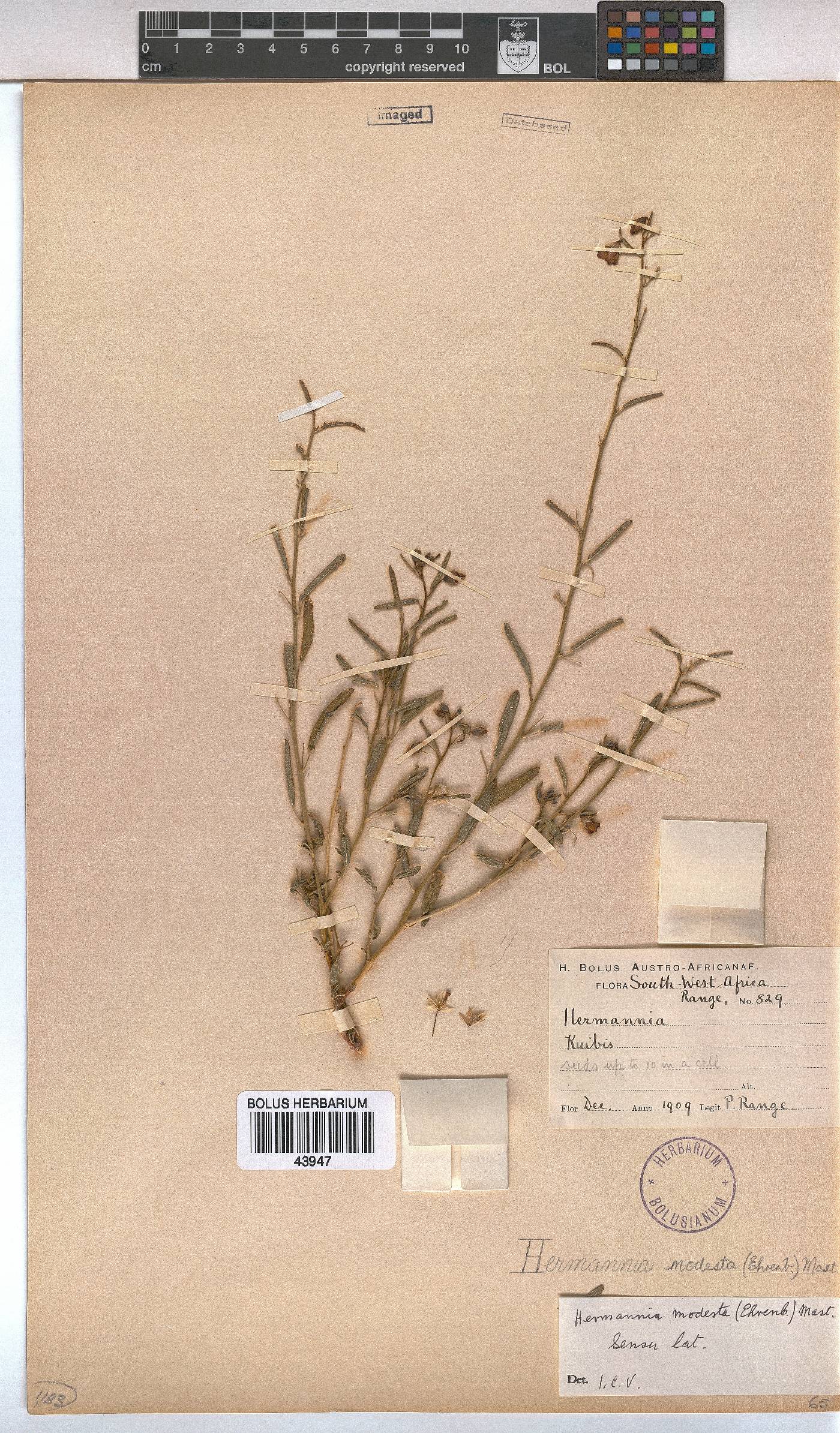 Hermannia modesta image