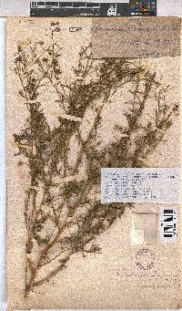 Hermannia modesta image