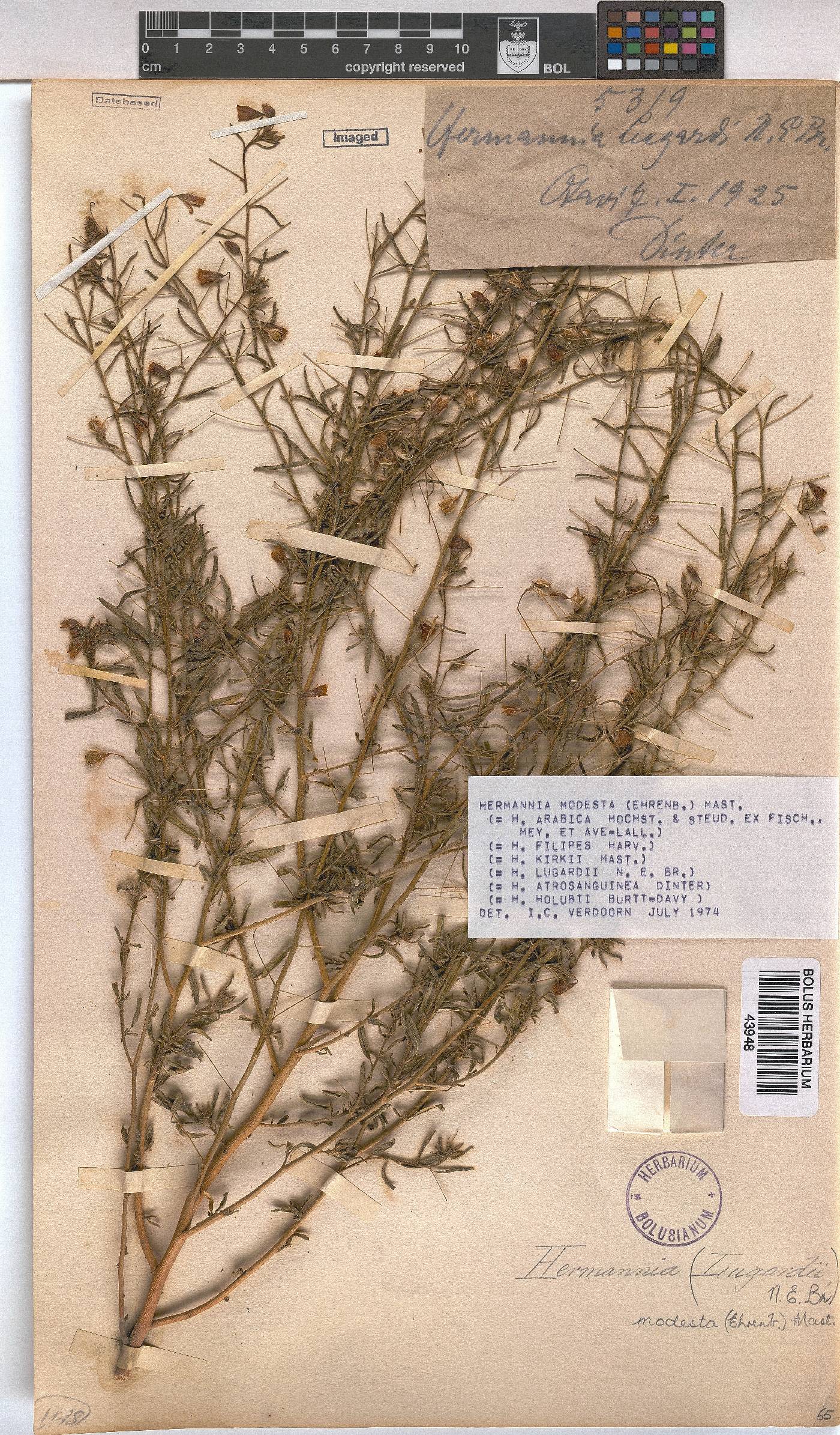 Hermannia modesta image