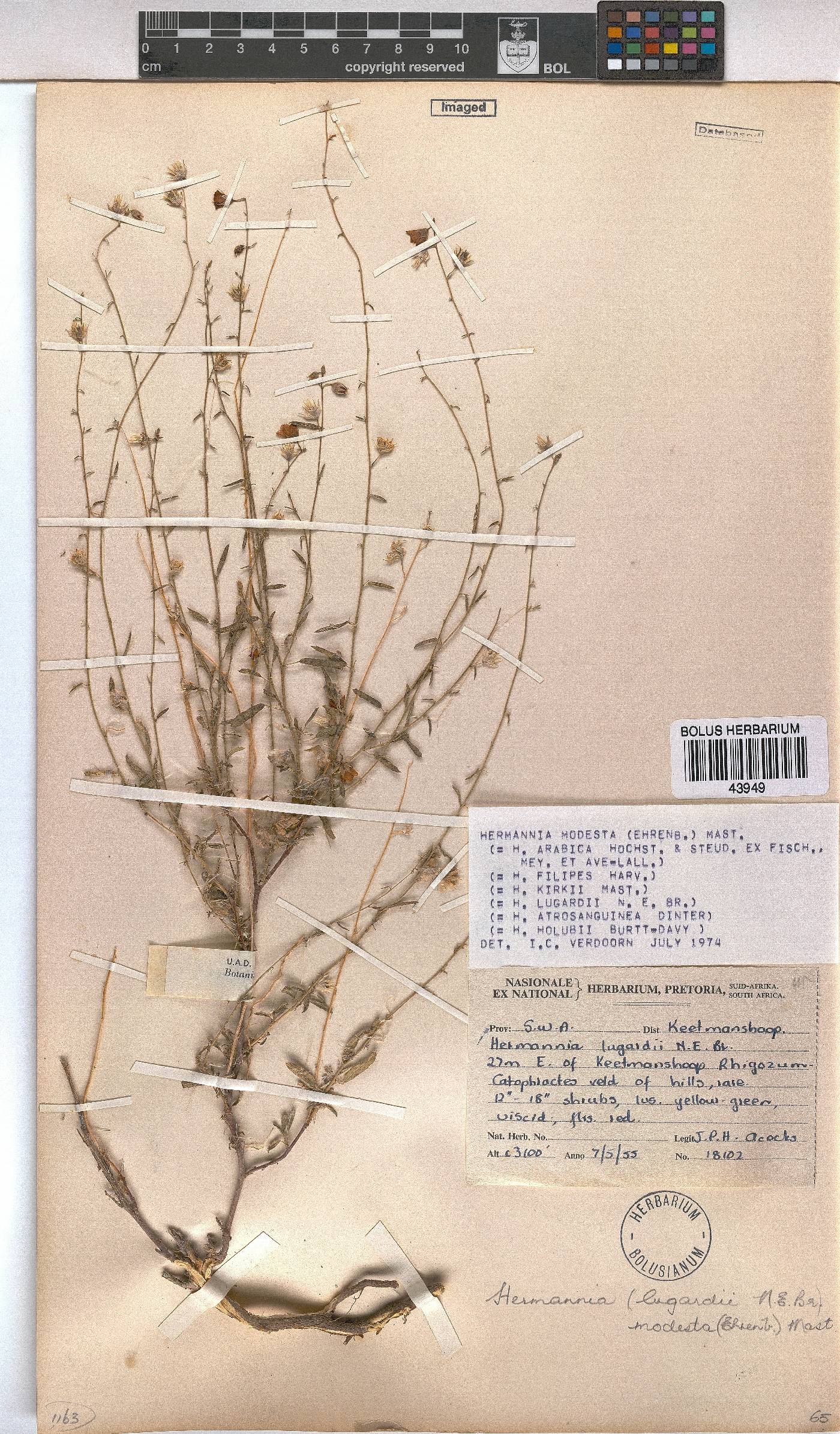 Hermannia modesta image