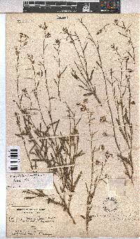 Hermannia modesta image