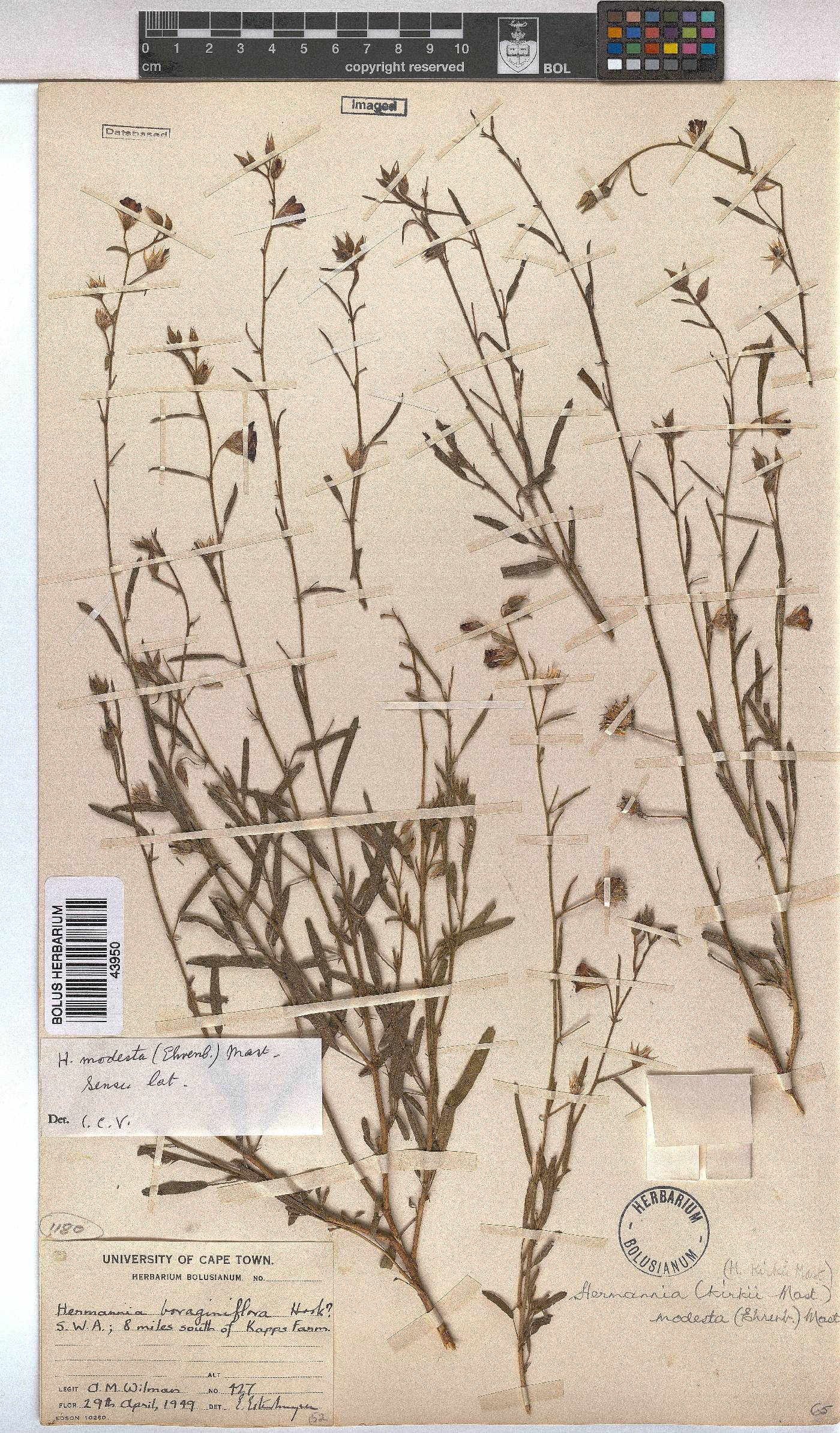 Hermannia modesta image